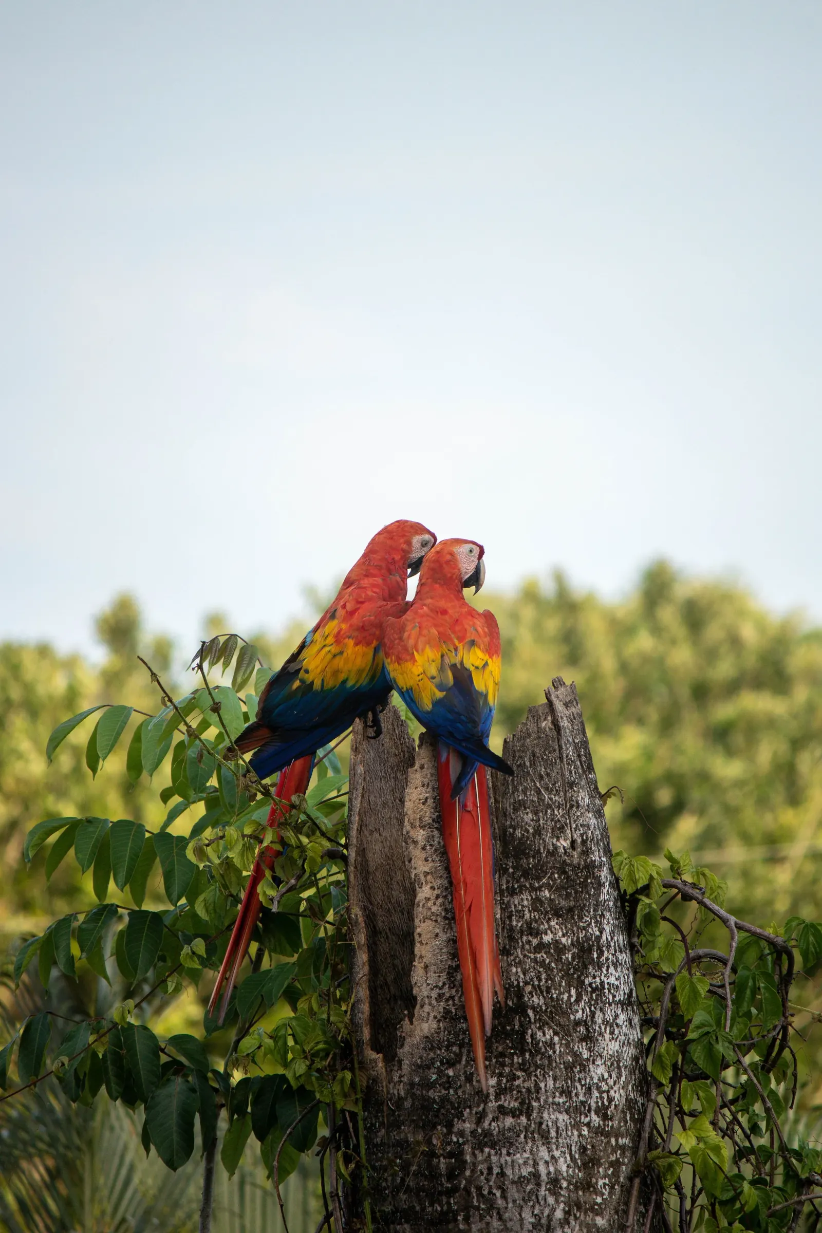 Two scarlet macaws perched on a tree